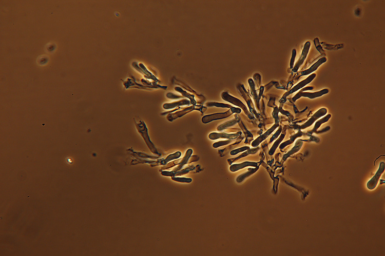 Crosta bianca da det. (Byssomerulius corium)